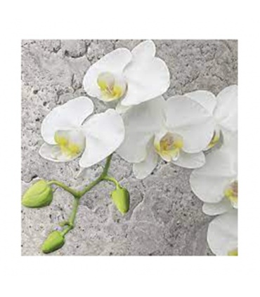 #T11600 maki-slog-048701-white-orchid-on-concrete-background-servitky-33x33cm-3-vrstvove-20ks